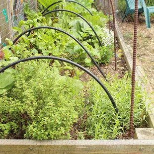 Raised vegetable beds