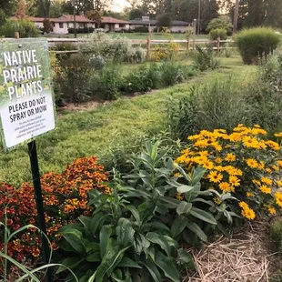 Prairie plants on-site
