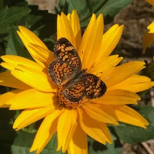 Pearl Crescent on Heliopsis