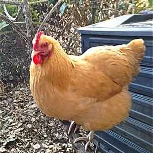 Lulu the Wonder Chicken!