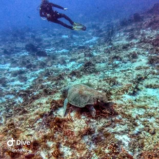 Charlie the giant turtle