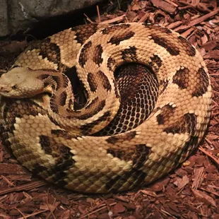 Timber Rattlesnake