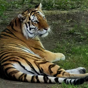 Tiger