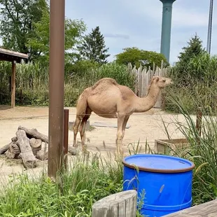 Mr. Camel