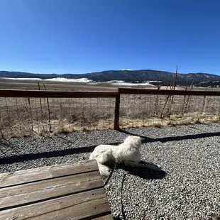 Views and a dog