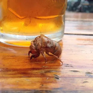 a dead insect on a wooden table