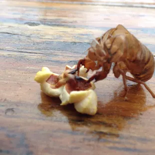 a cicada eating a piece of fruit