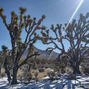 Joshua tree national park.