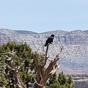 Guano point with resident Raven