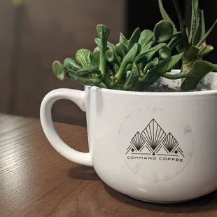 a coffee mug with a plant in it