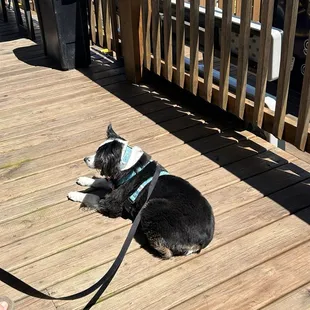 Dixie enjoying a little R&amp;R!