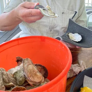 Local Oysters