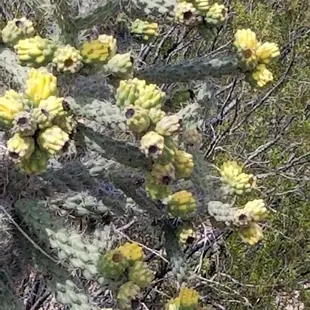 a cactus plant with yellow flowers
