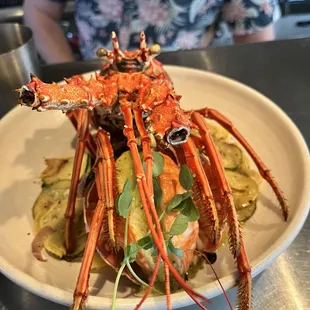Spiny Lobster