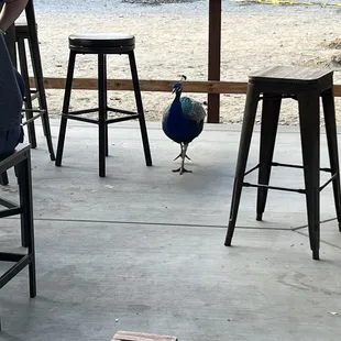 a peacock on the patio