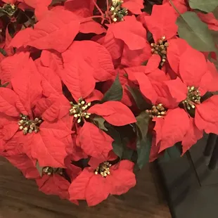 poinsettia