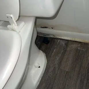Toilet leak