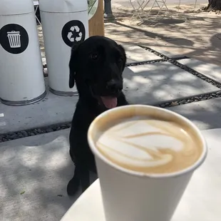 Lavender Honey Latte