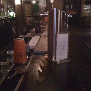 a bar with a dog on the counter