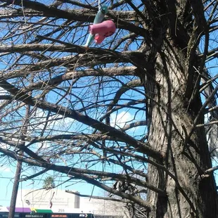 Odd things hanging from the tree.