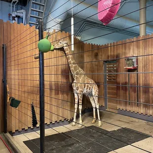 Clover the adult female giraffe