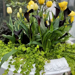 Inside conservatory in April