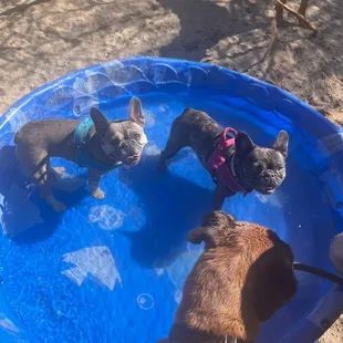 Dogs swimming