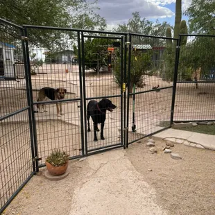 Big kennel yard and courtyard view