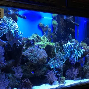 Aquarium