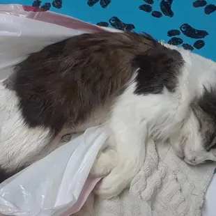 Fluffabye, dead in trash bag at Companion Animal Clinic after killed by anaesthetic used to shave matted fur from underside and behind.