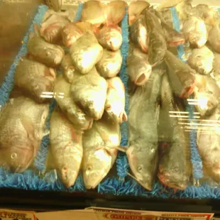 a variety of fish in a display case