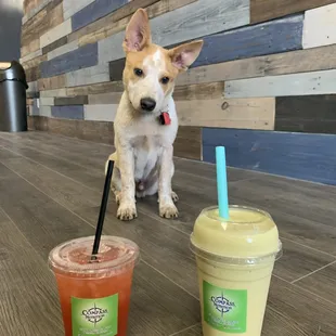 a dog sitting next to a drink