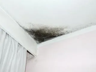 A-1 Mold Testing & Remediation Services