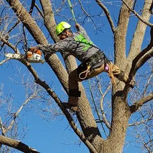 a man cutting a tree