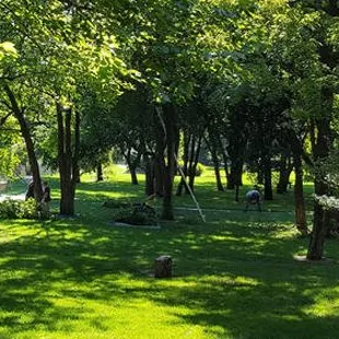 a grassy area with a fire hydrant