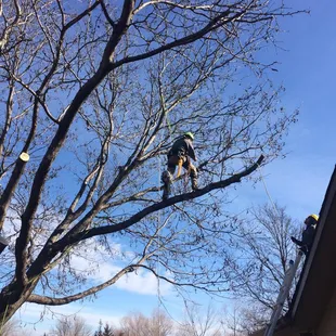 a man on a ladder trimming a tree