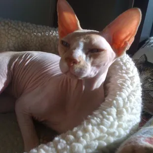 peaches