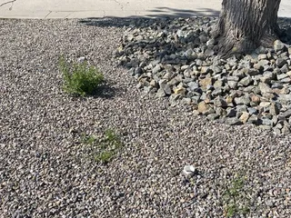 Sunbelt Landscape & Nursery