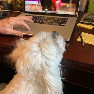 puppy focused on computer