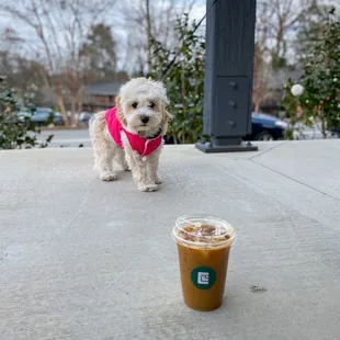 Cold Brew and Pup