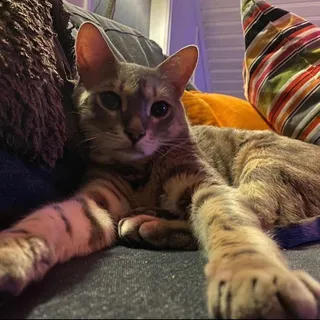 Kaitie M.