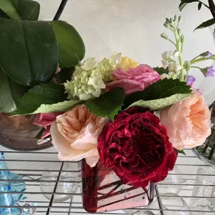 Dave Austin Rose Extraordinaire