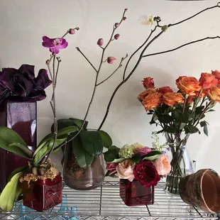 Concepts In Bloom Palm Beach Studio 
Display of Orchid Plants and Circus Roses and Dave Austin Roses and Circus Roses