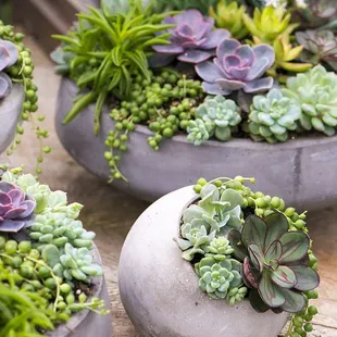 Succulent Gardens