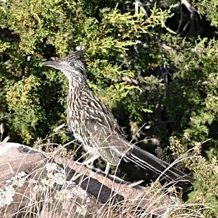 Roadrunner
