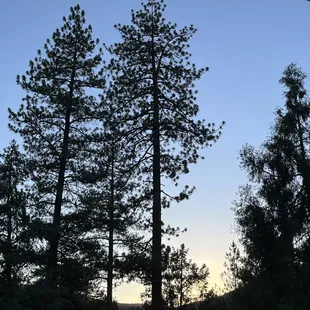 a view of the sunset through the trees