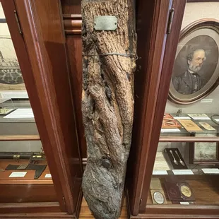 Tree with artillery fragments