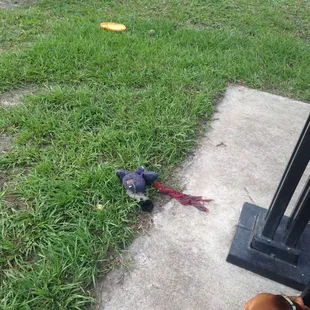 Just some of the toys