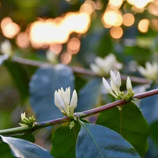 a coffee plant with white flowers