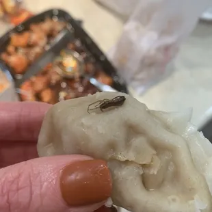 Bug on dumpling